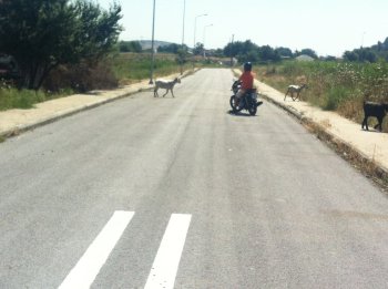 Πρόβατα σε μαθήμα οδήγησης