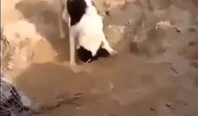 Σκύλος θάβει ένα κουτάβι