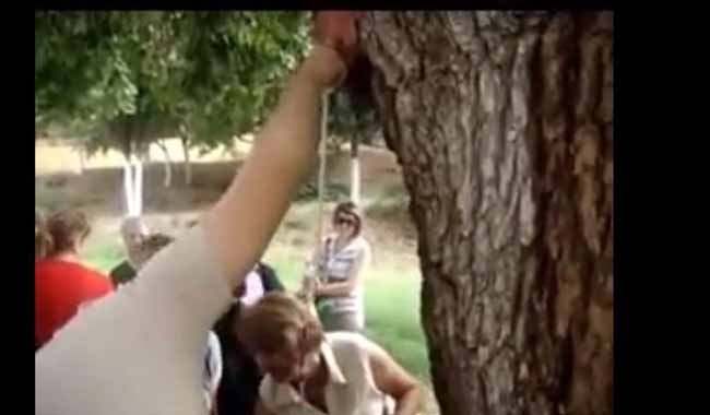 Δέντρα αίμα Αγίου Νικολάου