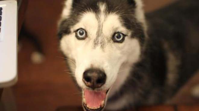 Η mishka
