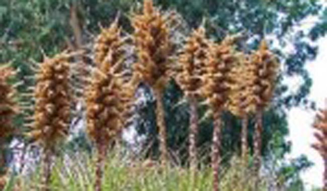 Puya Chilensis