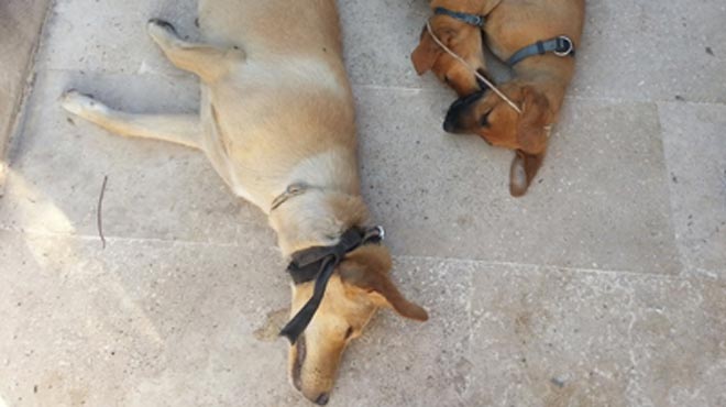 Σκότωσαν τρία σκυλιά
