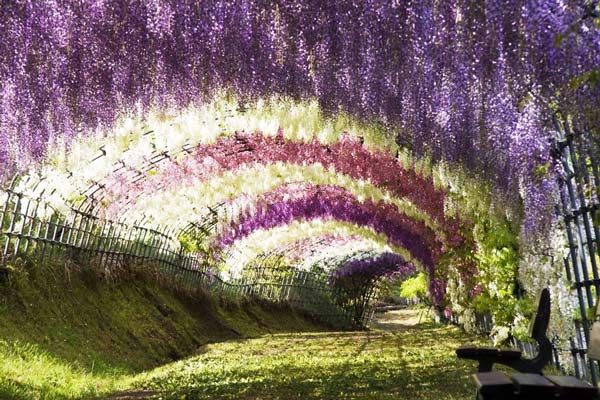 Τούνελ δέντρα