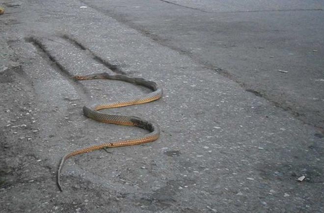 φίδι σε δρόμο