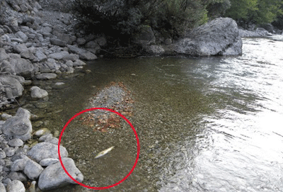 Καλαρρύτικος ποταμός