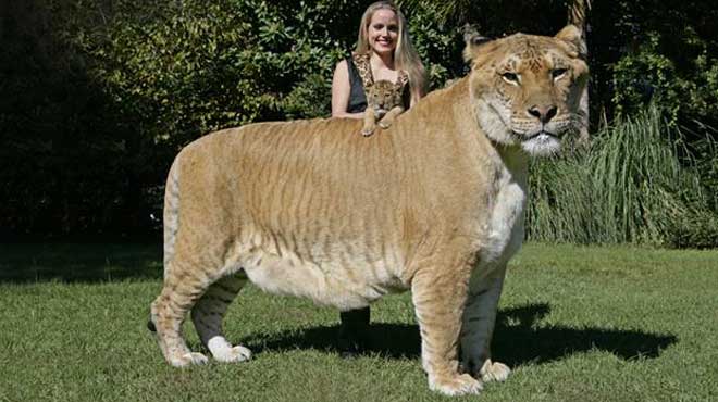 Το liger