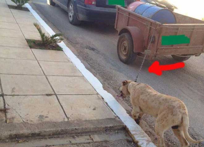 Ηλεία σκύλος