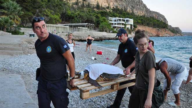 καρέτα καρέτα