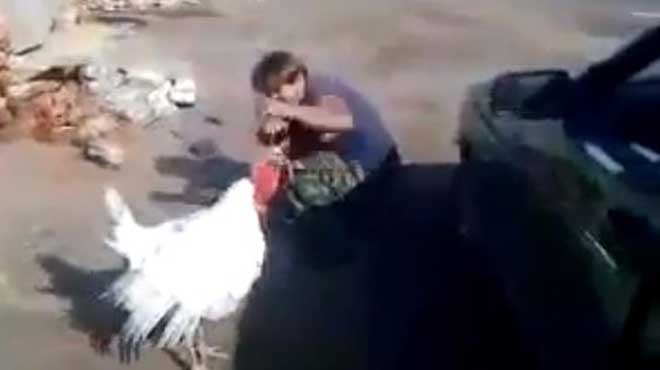 Γαλοπούλα