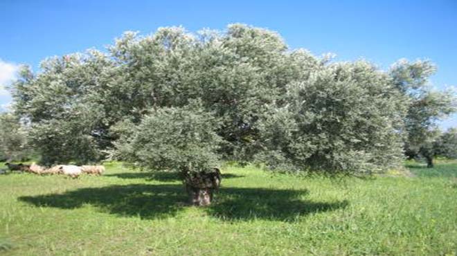 Ελιά