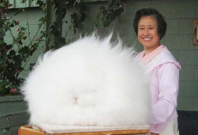 Κουνέλι Angora