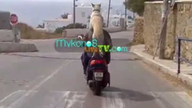 Σκύλος