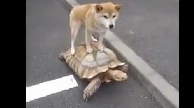 Σκύλος