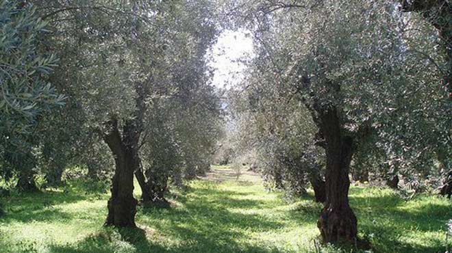 Ελαιώνας