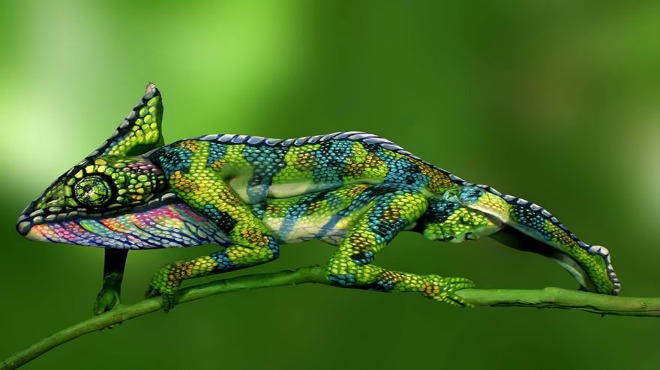 chameleon1