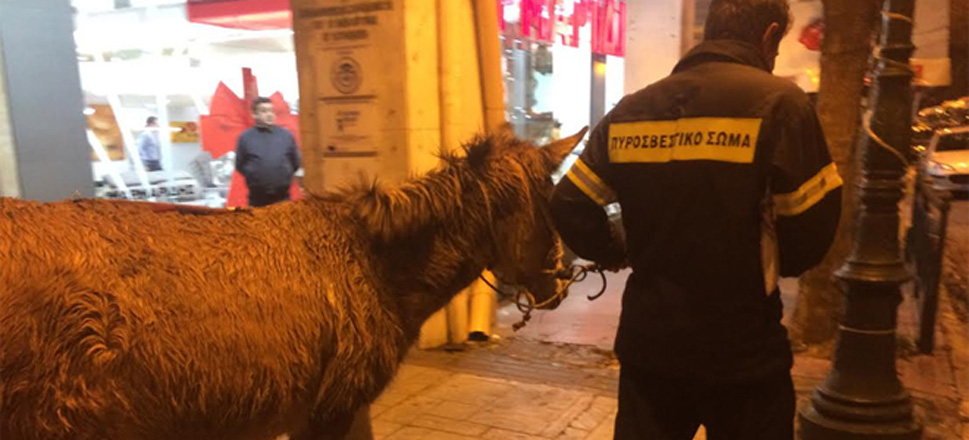 γάιδαρος